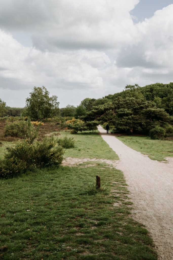 Hoorneboegse heide Gooi & Vechtstreek