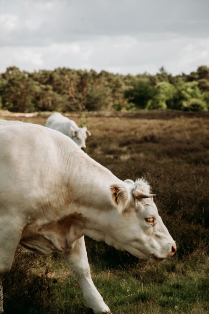 Hoorneboegse heide Gooi & Vechtstreek