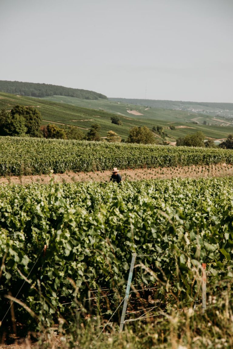 Champagnestreek Frankrijk