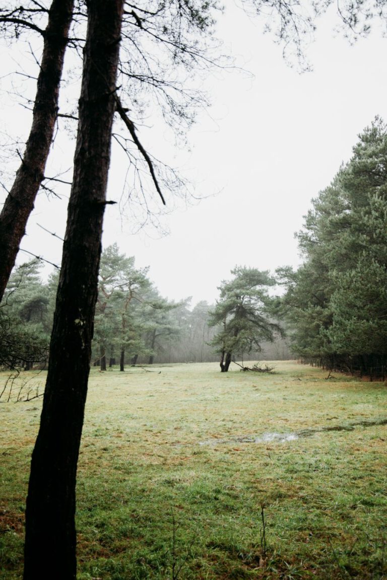 Huis tussen de Bomen Overijssel