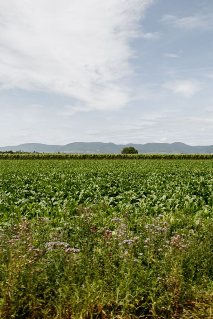 Weinstrasse Duitsland