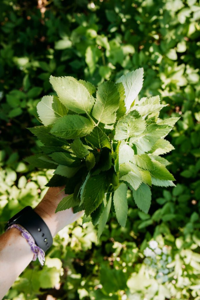 Zuid-Finland - Kenkavero pesto workshop-34