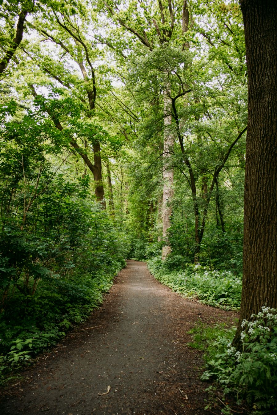 Wandeling langs de Vecht Utrecht Maarssen