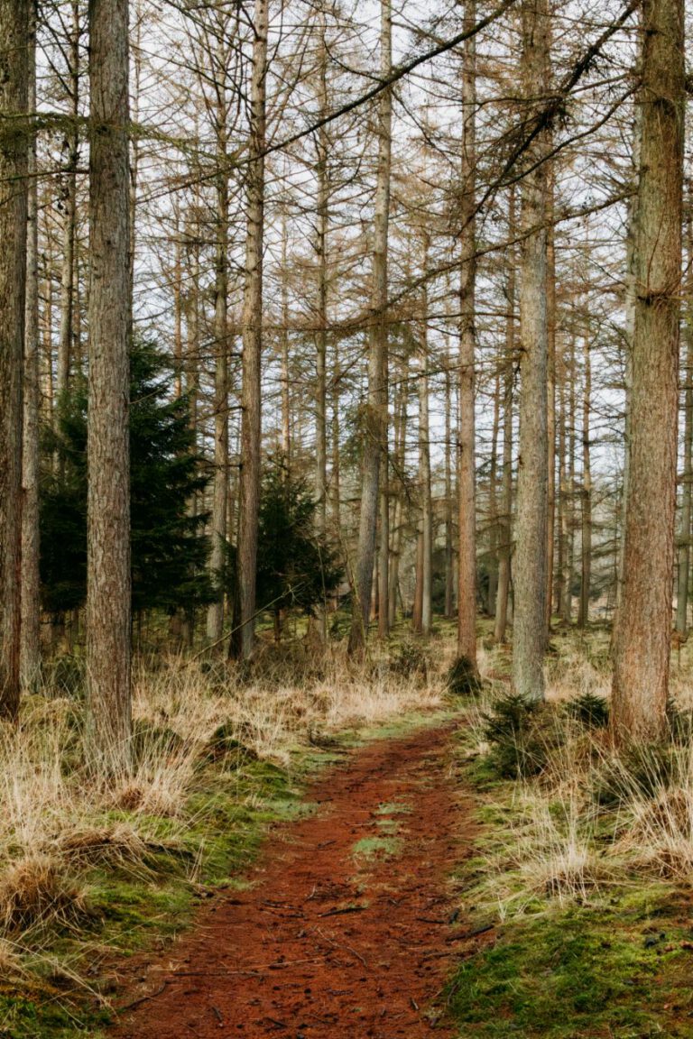 Wandelen Tilgrup Vallei Nationaal Park Drents-Friese Wold