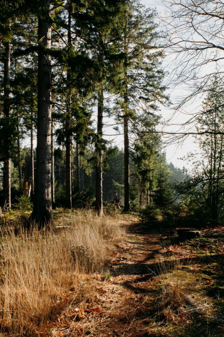 Wandelen Tilgrup Vallei Nationaal Park Drents-Friese Wold