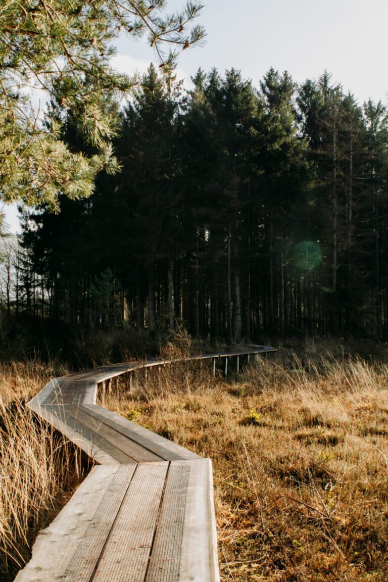 Wandelen Drents-Friese Wold Friesland Drenthe