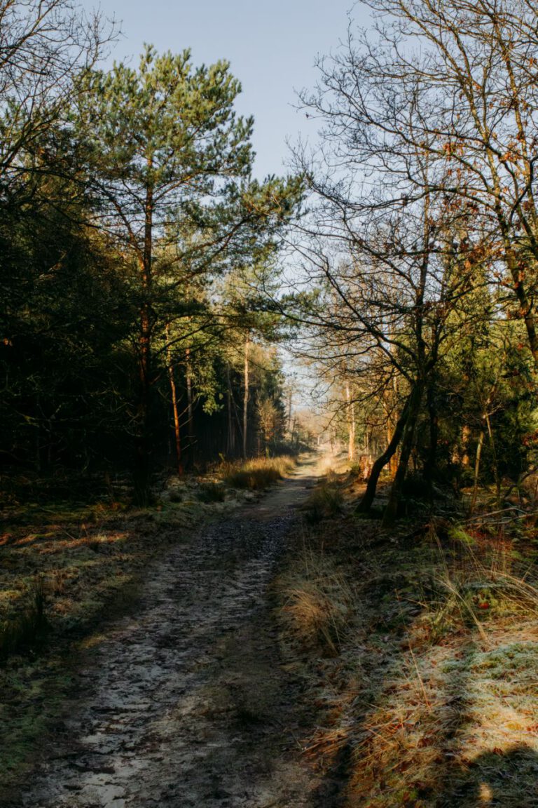 Wandelen Tilgrup Vallei Nationaal Park Drents-Friese Wold