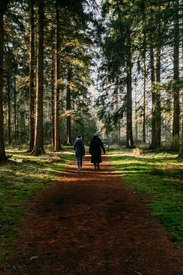 Wandelen Drents-Friese Wold