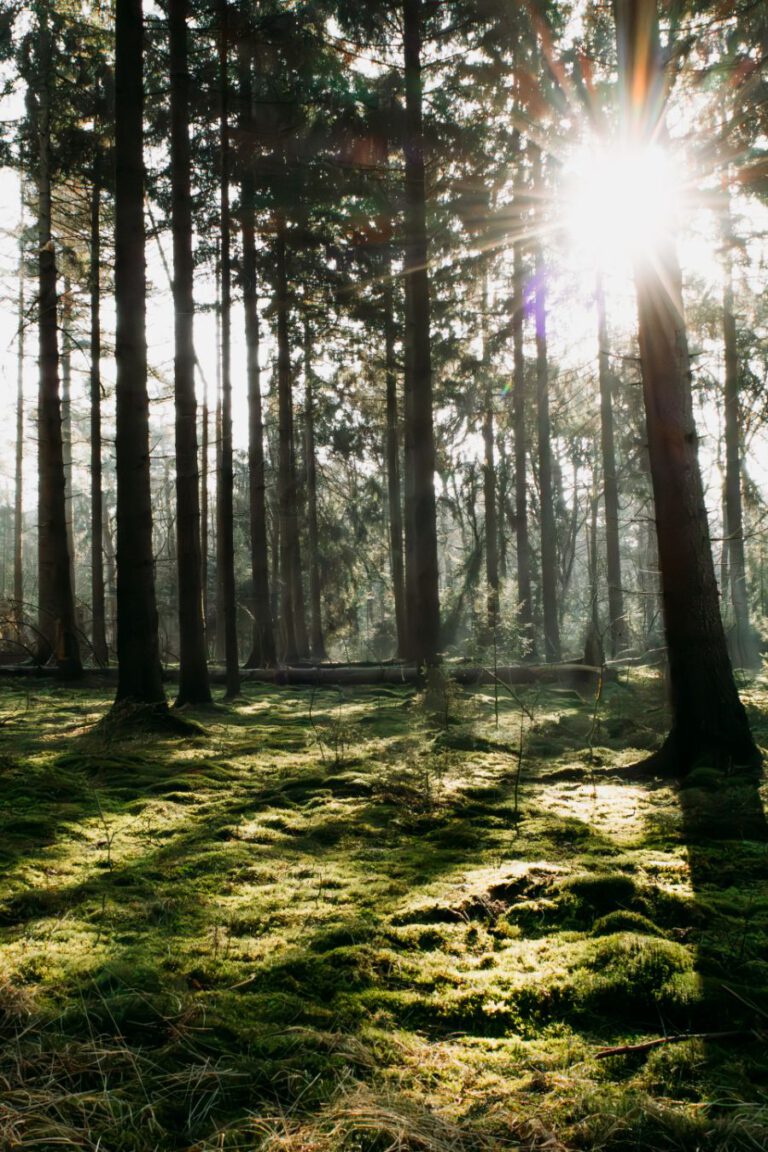 Wandelen Tilgrup Vallei Nationaal Park Drents-Friese Wold