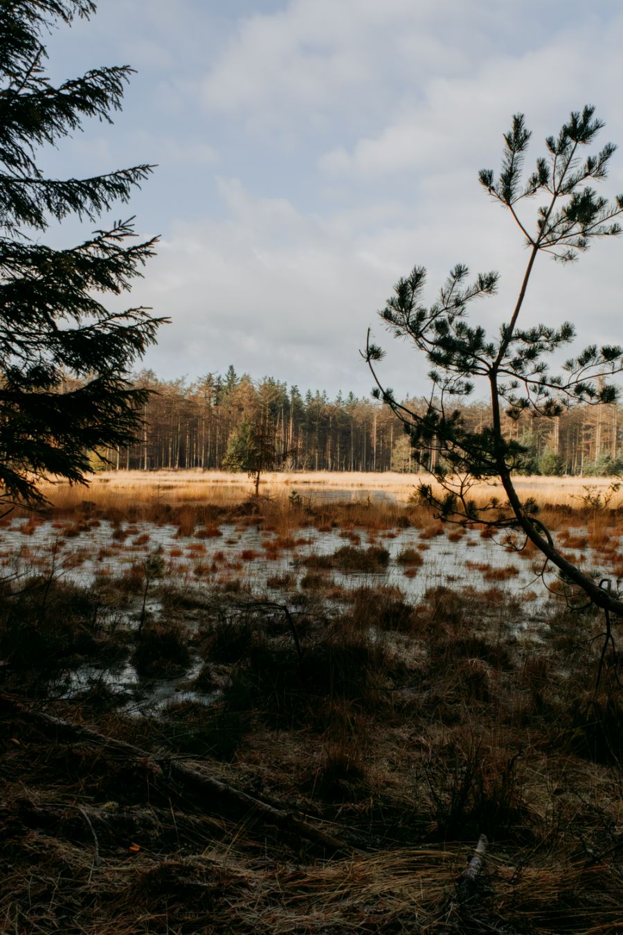 Tilgrup Vallei Nationaal Park Drents Friese Wold