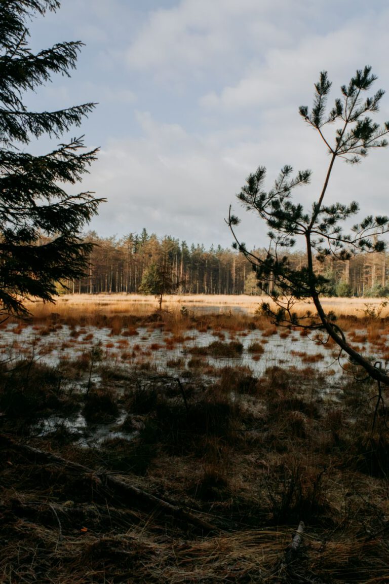 Wandelen Drents-Friese Wold Friesland Drenthe