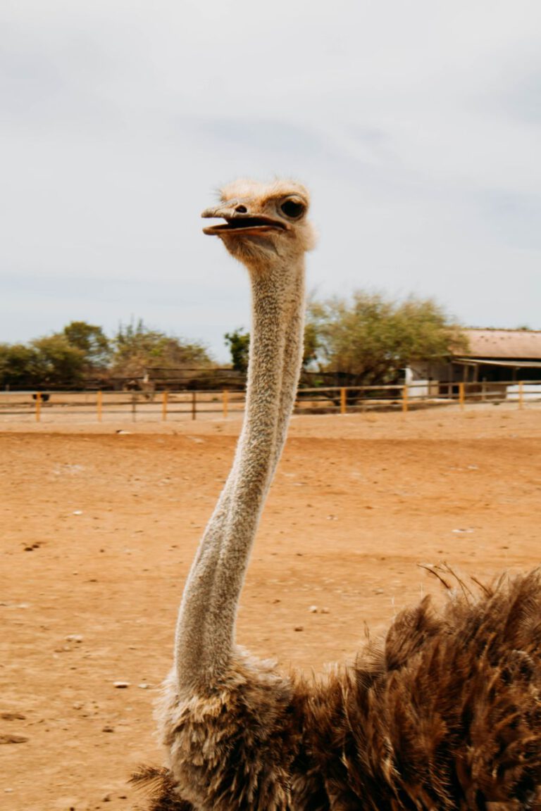 Struisvogelfarm Curacao