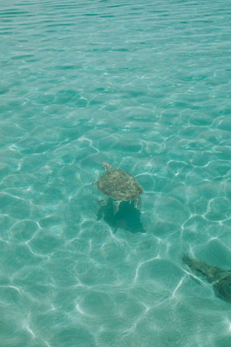 Playa Grandi Curacao schildpadden