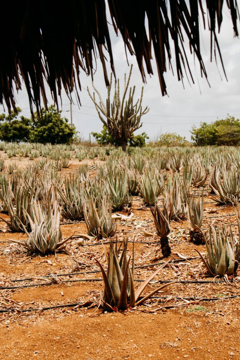 Aloe Vera boerderij Curacao