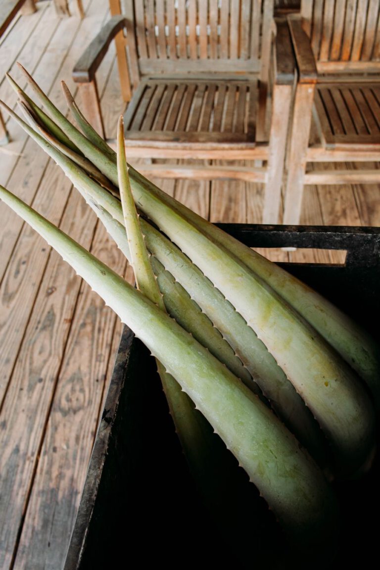 Aloe Vera boerderij Curacao