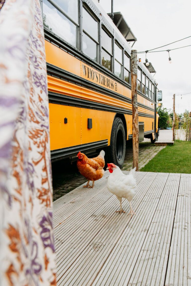 Amerikaanse schoolbus Camping de tulpenweide