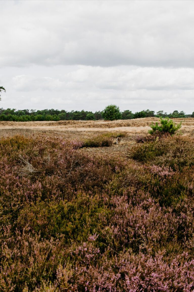 Hoge Veluwe Nationaal Park