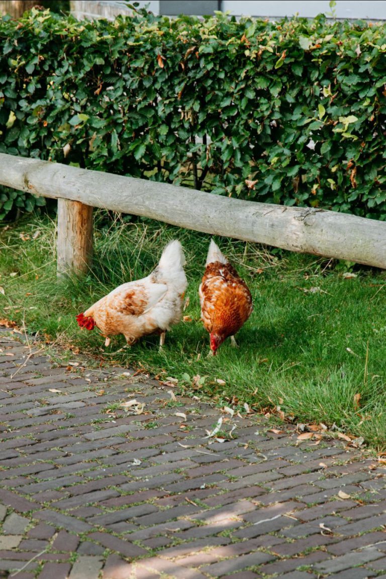 Broek in Waterland Noord-Holland