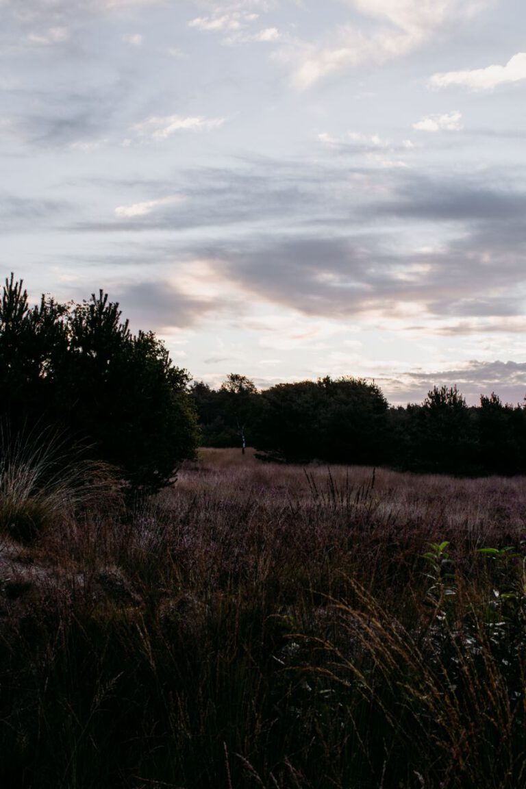 Wildwise wandeling Veluwe