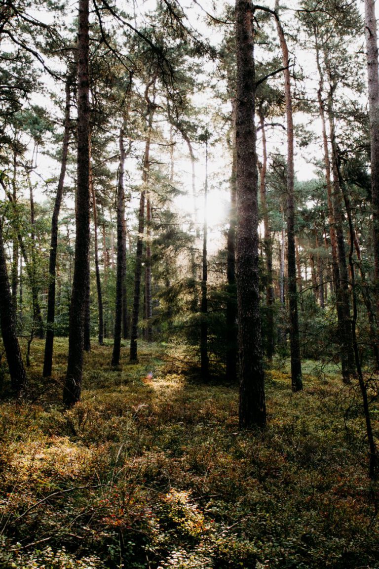 Wildwise wandeling Veluwe Apeldoorn