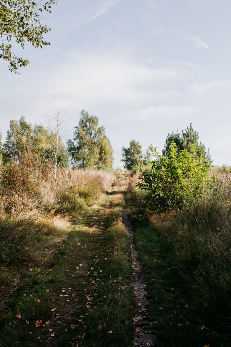 Wildwise wandeling Veluwe Apeldoorn