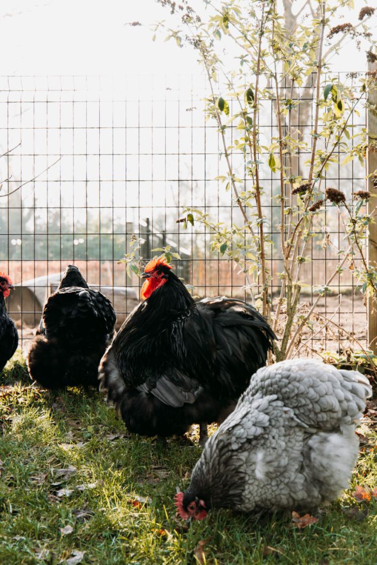 Bed & Beautyhuis Halle-92