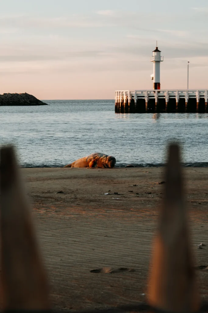 Zeehonden op het strand Oostende