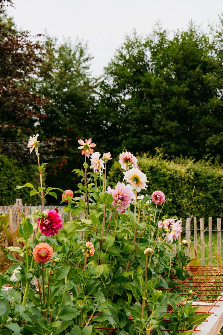 Bed&Bloemen Niebert Groningen