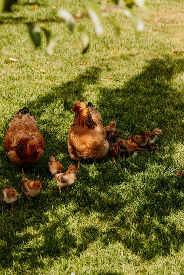 Natuurhuisjes Westerwolde Groningen