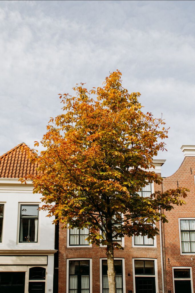 Schoonhoven stad